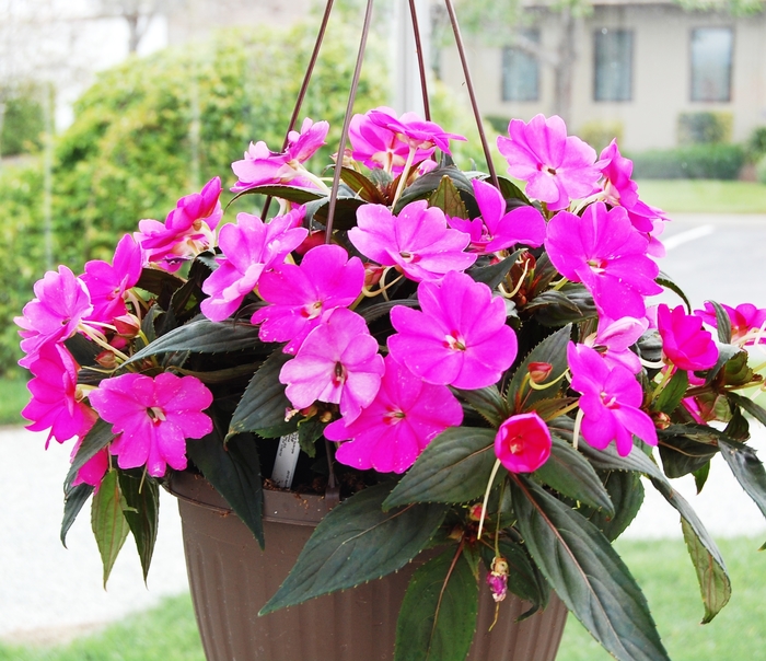 SunPatiens® Lilac - Impatiens from Tidal Roots Garden Center SunPatiens® Lilac - Impatiens from Tidal Roots Garden Center