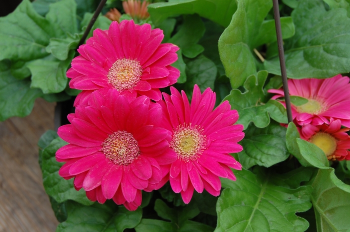 Gerbera Daisy, Assorted - Gerbera jamesonii from Tidal Roots Garden Center Gerbera Daisy, Assorted - Gerbera jamesonii from Tidal Roots Garden Center