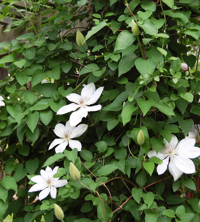 'Henryi' - Clematis from Tidal Roots Garden Center 'Henryi' - Clematis from Tidal Roots Garden Center