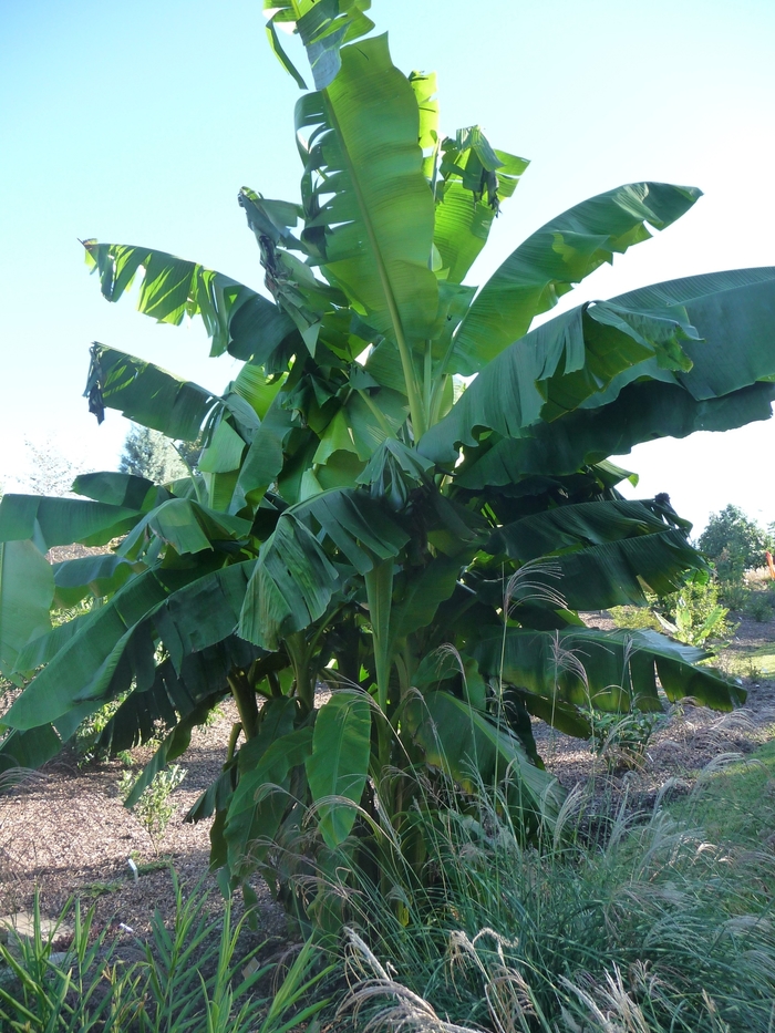 Banana - Musa basjoo from Tidal Roots Garden Center Banana - Musa basjoo from Tidal Roots Garden Center