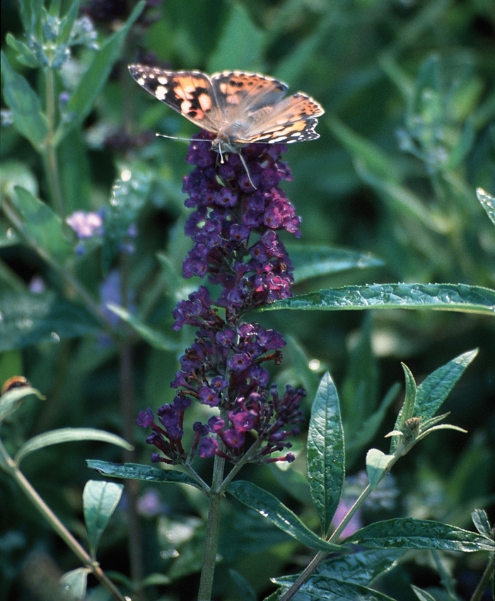'Black Knight' Butterfly Bush - Buddleia davidii from Tidal Roots Garden Center 'Black Knight' Butterfly Bush - Buddleia davidii from Tidal Roots Garden Center