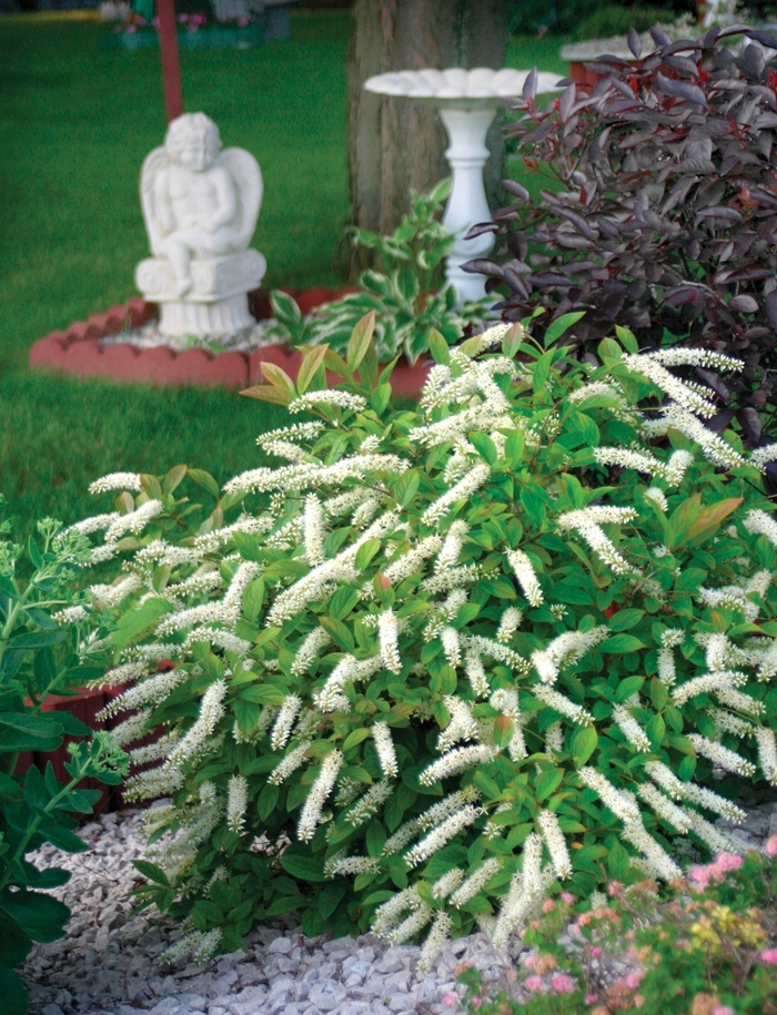 ''Little Henry®'' Sweetspire - Itea virginica from Tidal Roots Garden Center ''Little Henry®'' Sweetspire - Itea virginica from Tidal Roots Garden Center