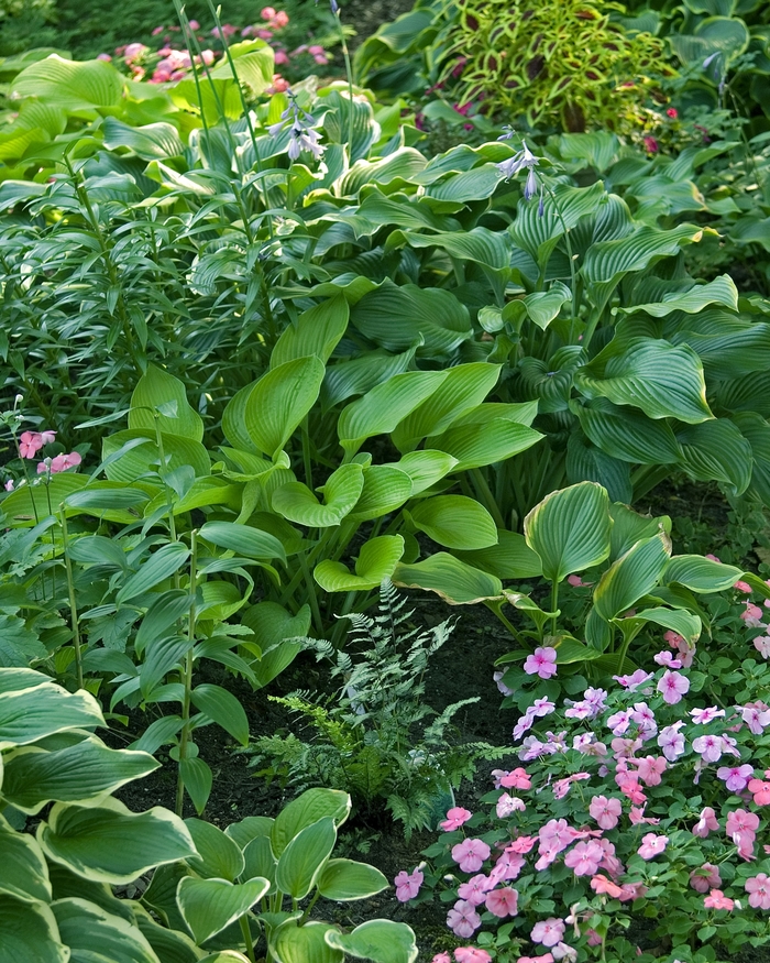 'Multiple Varieties' Plantain Lily, Hosta - Hosta from Tidal Roots Garden Center 'Multiple Varieties' Plantain Lily, Hosta - Hosta from Tidal Roots Garden Center