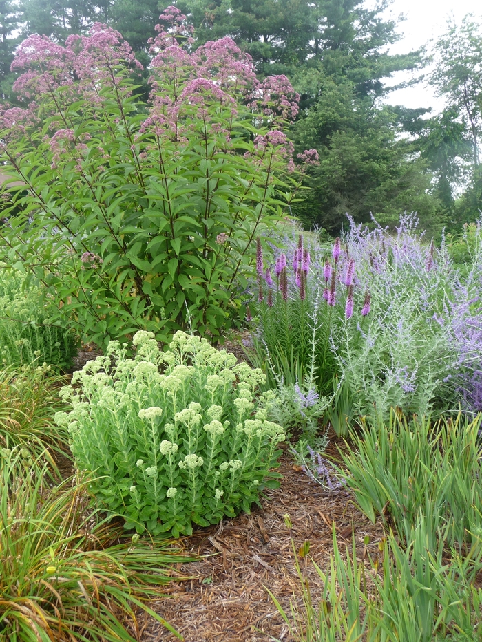 Russian Sage - Perovskia atriplicifolia from Tidal Roots Garden Center