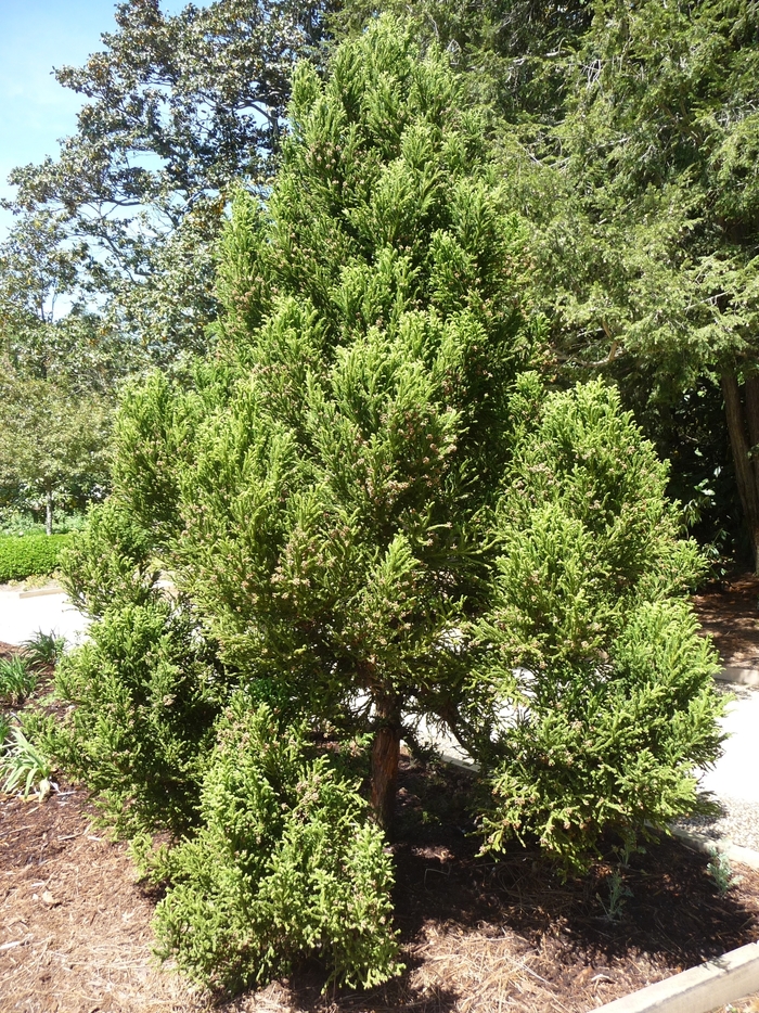 'Radicans' Japanese Cryptomeria - Cryptomeria japonica from Tidal Roots Garden Center 'Radicans' Japanese Cryptomeria - Cryptomeria japonica from Tidal Roots Garden Center