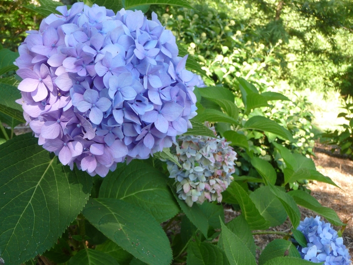 'Penny Mac' Bigleaf Hydrangea - Hydrangea macrophylla from Tidal Roots Garden Center 'Penny Mac' Bigleaf Hydrangea - Hydrangea macrophylla from Tidal Roots Garden Center