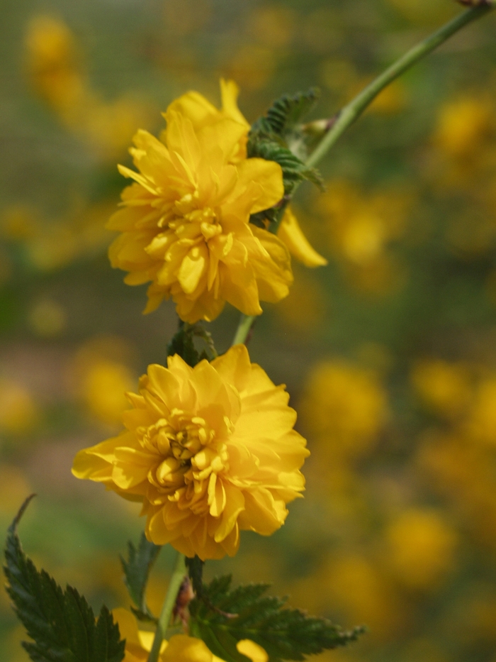 'Pleniflora' Double Flowering Kerria - Kerria japonica from Tidal Roots Garden Center 'Pleniflora' Double Flowering Kerria - Kerria japonica from Tidal Roots Garden Center