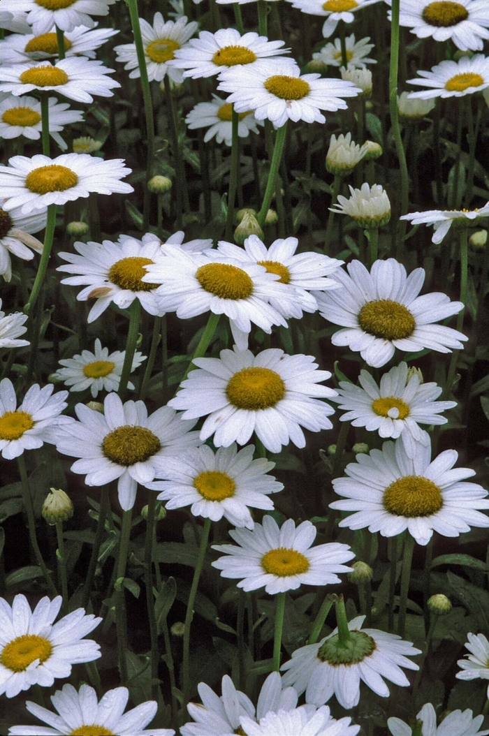 'Becky' Shasta Daisy - Leucanthemum x superbum from Tidal Roots Garden Center 'Becky' Shasta Daisy - Leucanthemum x superbum from Tidal Roots Garden Center