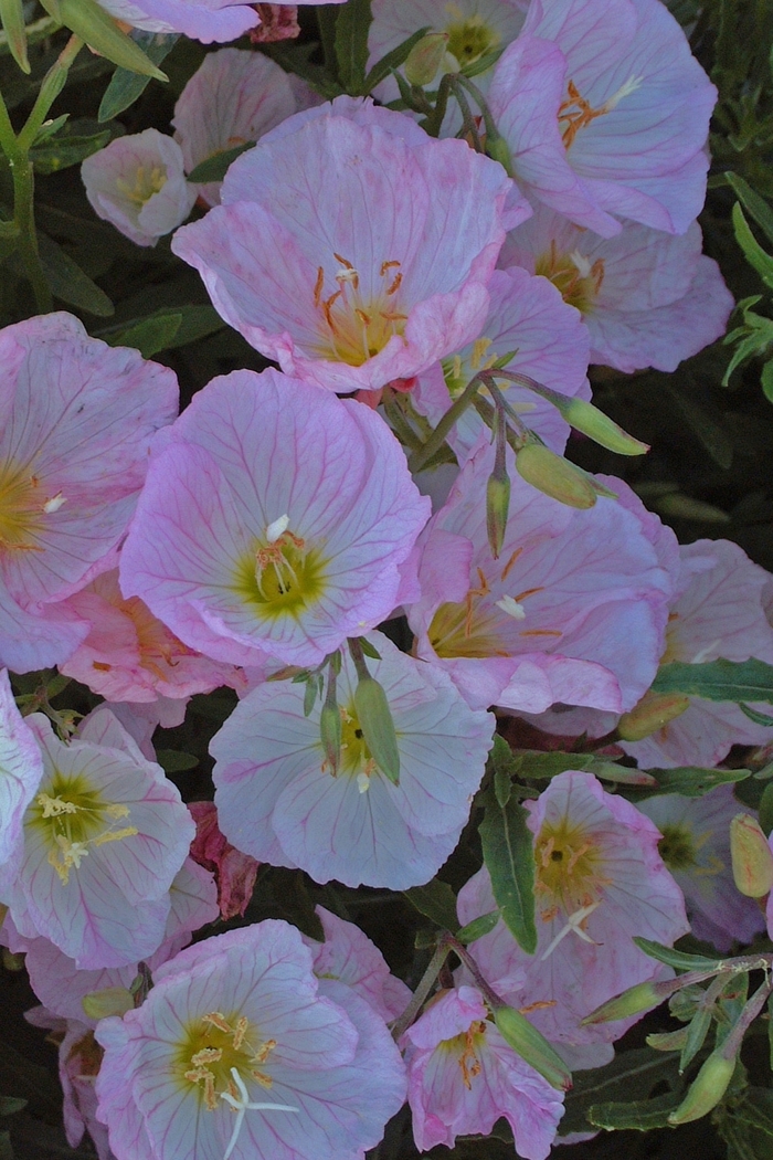 'Siskiyou' Evening Primrose - Oenothera berlandieri from Tidal Roots Garden Center