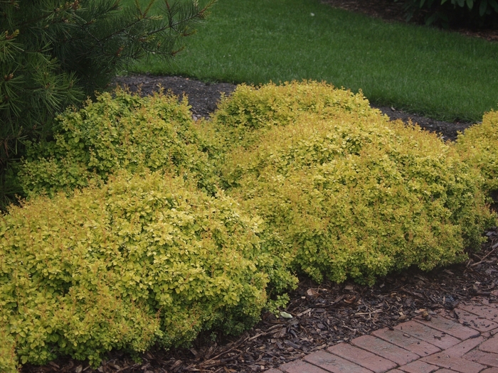 'Bonanza Gold' Barberry - Berberis thunbergii from Tidal Roots Garden Center 'Bonanza Gold' Barberry - Berberis thunbergii from Tidal Roots Garden Center