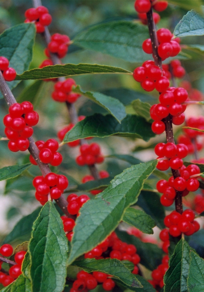 'Winter Red' Winterberry - Ilex verticillata from Tidal Roots Garden Center 'Winter Red' Winterberry - Ilex verticillata from Tidal Roots Garden Center