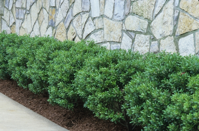 'Soft Touch' Compact Japanese Holly - Ilex crenata from Tidal Roots Garden Center 'Soft Touch' Compact Japanese Holly - Ilex crenata from Tidal Roots Garden Center