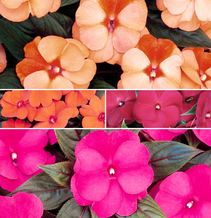 'Multiple Varieties' New Guinea Impatiens - Impatiens hawkeri from Tidal Roots Garden Center 'Multiple Varieties' New Guinea Impatiens - Impatiens hawkeri from Tidal Roots Garden Center