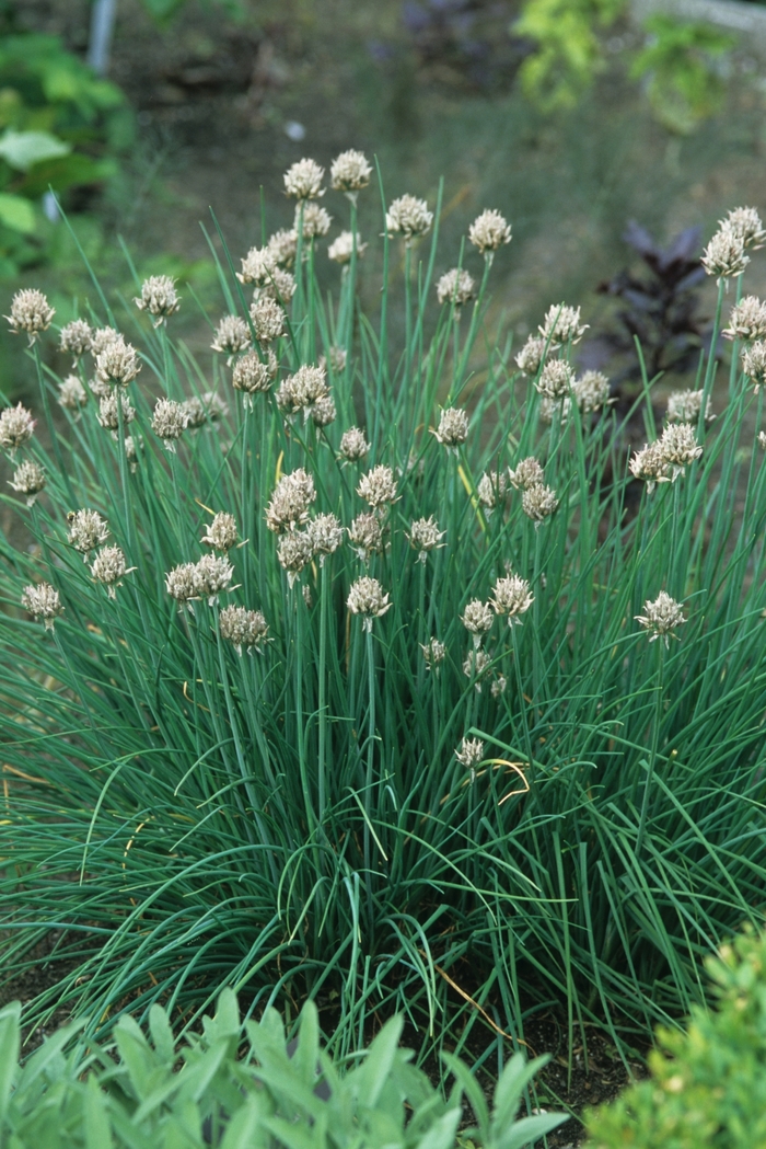 Wild Chives - Allium schoenoprasum from Tidal Roots Garden Center Wild Chives - Allium schoenoprasum from Tidal Roots Garden Center