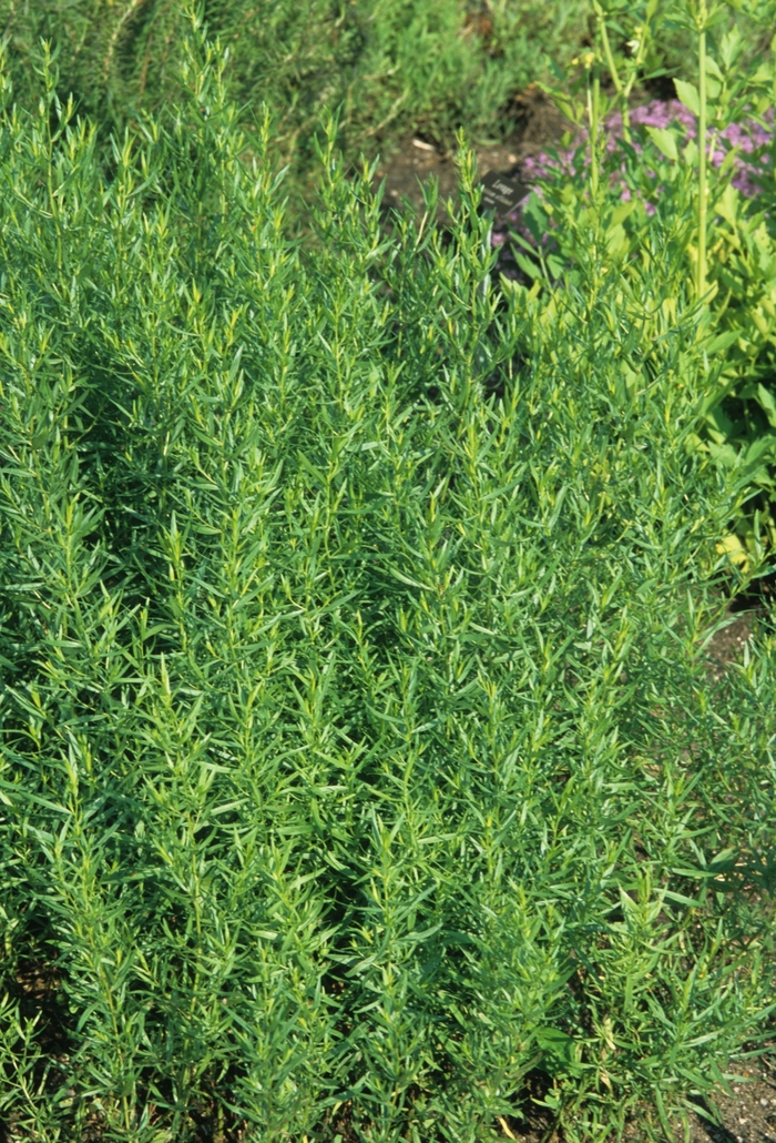Tarragon - Artemisia dracunculus from Tidal Roots Garden Center Tarragon - Artemisia dracunculus from Tidal Roots Garden Center