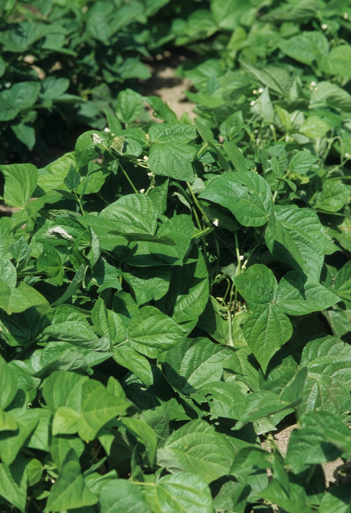 'Blue Lake' Bush Green Bean - Phaseolus vulgaris var. nanus from Tidal Roots Garden Center 'Blue Lake' Bush Green Bean - Phaseolus vulgaris var. nanus from Tidal Roots Garden Center