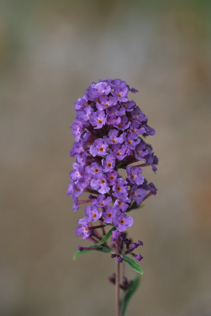 'Nanho Blue' Butterfly Bush - Buddleia davidii from Tidal Roots Garden Center 'Nanho Blue' Butterfly Bush - Buddleia davidii from Tidal Roots Garden Center