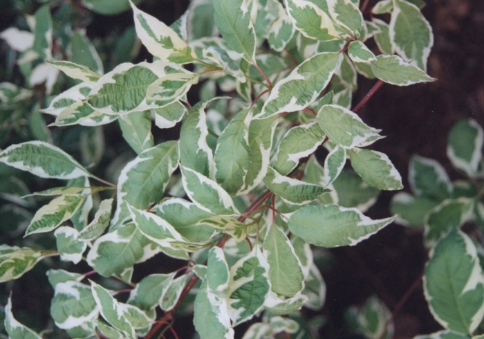 'Argenteo-marginata' Variegated tartarian dogwood - Cornus alba from Tidal Roots Garden Center 'Argenteo-marginata' Variegated tartarian dogwood - Cornus alba from Tidal Roots Garden Center
