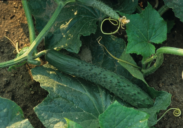 Cucumber - Cucumis sativus from Tidal Roots Garden Center Cucumber - Cucumis sativus from Tidal Roots Garden Center