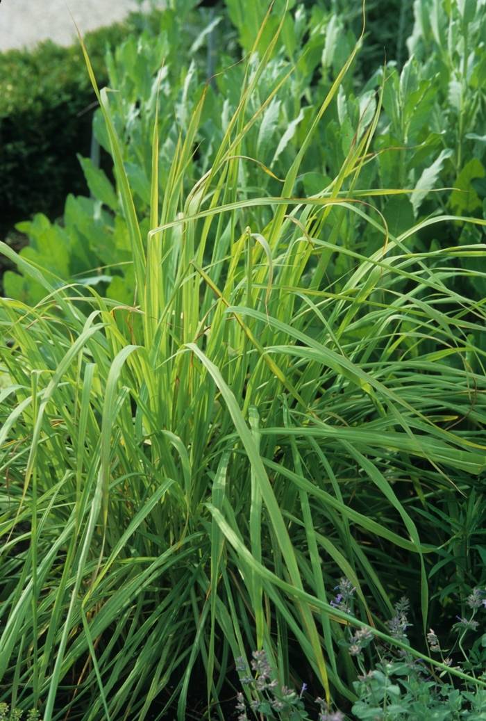Lemon Grass - Cymbopogon citratus from Tidal Roots Garden Center