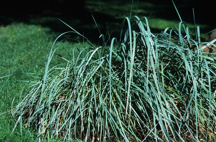 Blue Lyme Grass - Leymus arenarius from Tidal Roots Garden Center Blue Lyme Grass - Leymus arenarius from Tidal Roots Garden Center
