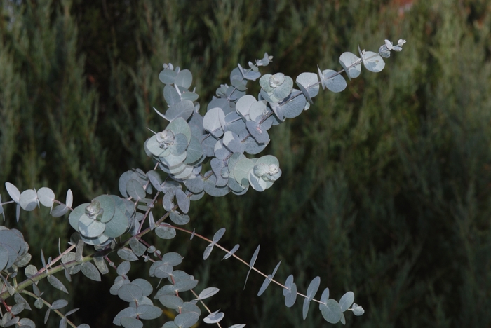 Gum Tree Eucalyptus - Eucalyptus cinerea from Tidal Roots Garden Center Gum Tree Eucalyptus - Eucalyptus cinerea from Tidal Roots Garden Center