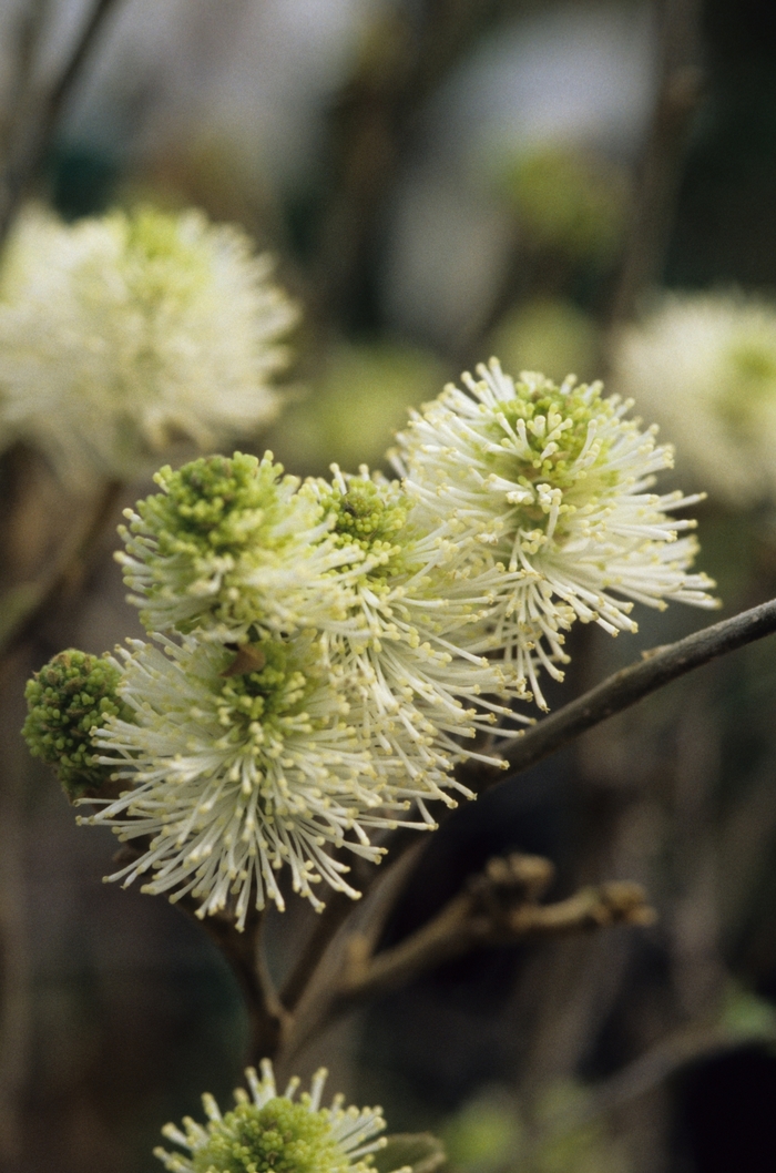 'Mount Airy' Mount Airy Fothergilla - Fothergilla major from Tidal Roots Garden Center 'Mount Airy' Mount Airy Fothergilla - Fothergilla major from Tidal Roots Garden Center