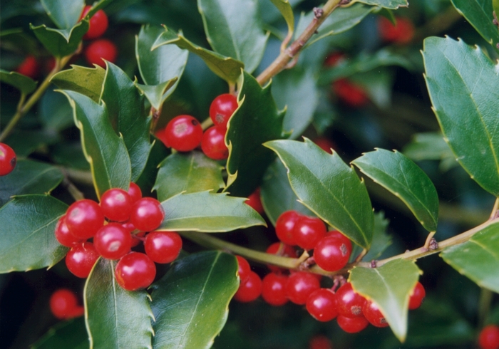 'Blue Maid' Holly - Ilex x meserveae from Tidal Roots Garden Center 'Blue Maid' Holly - Ilex x meserveae from Tidal Roots Garden Center