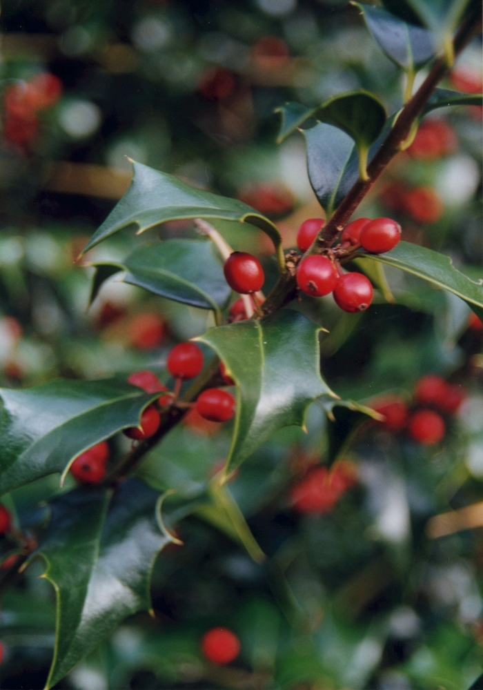 'Dragon Lady®' Holly - Ilex x aquipernyi from Tidal Roots Garden Center 'Dragon Lady®' Holly - Ilex x aquipernyi from Tidal Roots Garden Center
