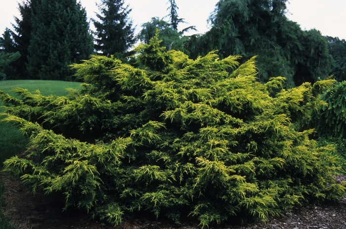 'Saybrook Gold' Saybrook Gold Juniper - Juniperus chinensis from Tidal Roots Garden Center 'Saybrook Gold' Saybrook Gold Juniper - Juniperus chinensis from Tidal Roots Garden Center