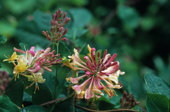 'Goldflame (American Beauty)' Honeysuckle - Lonicera x heckrottii from Tidal Roots Garden Center 'Goldflame (American Beauty)' Honeysuckle - Lonicera x heckrottii from Tidal Roots Garden Center
