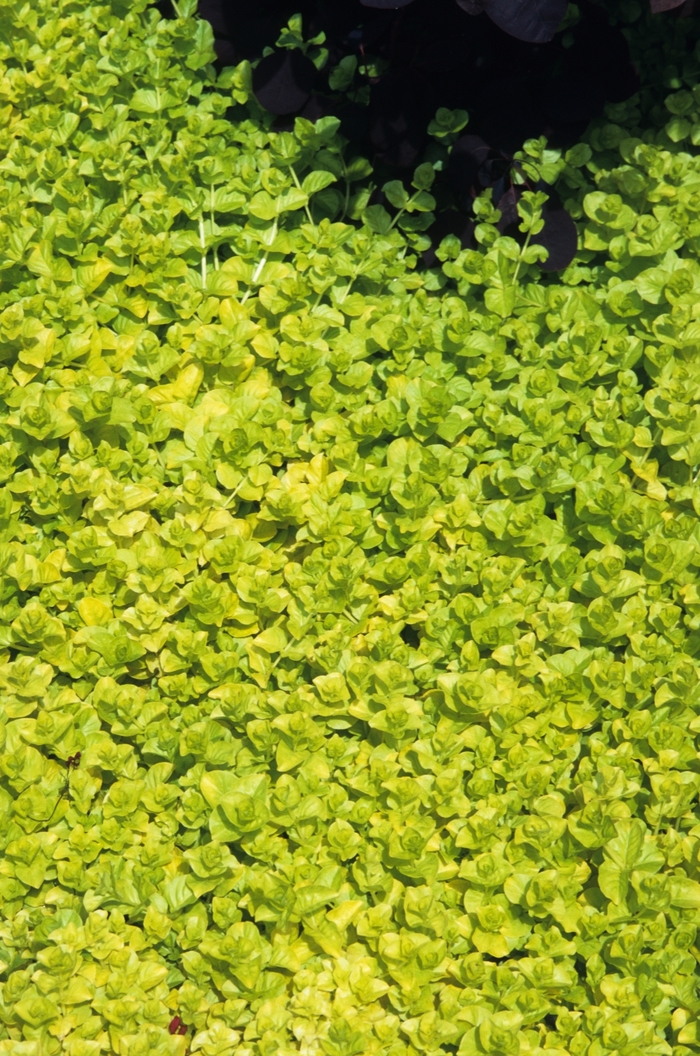 'Aurea' Yellow Creeping Jenny - Lysimachia nummularia from Tidal Roots Garden Center 'Aurea' Yellow Creeping Jenny - Lysimachia nummularia from Tidal Roots Garden Center