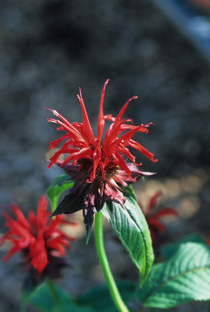 'Jacob Cline' Beebalm - Monarda from Tidal Roots Garden Center 'Jacob Cline' Beebalm - Monarda from Tidal Roots Garden Center