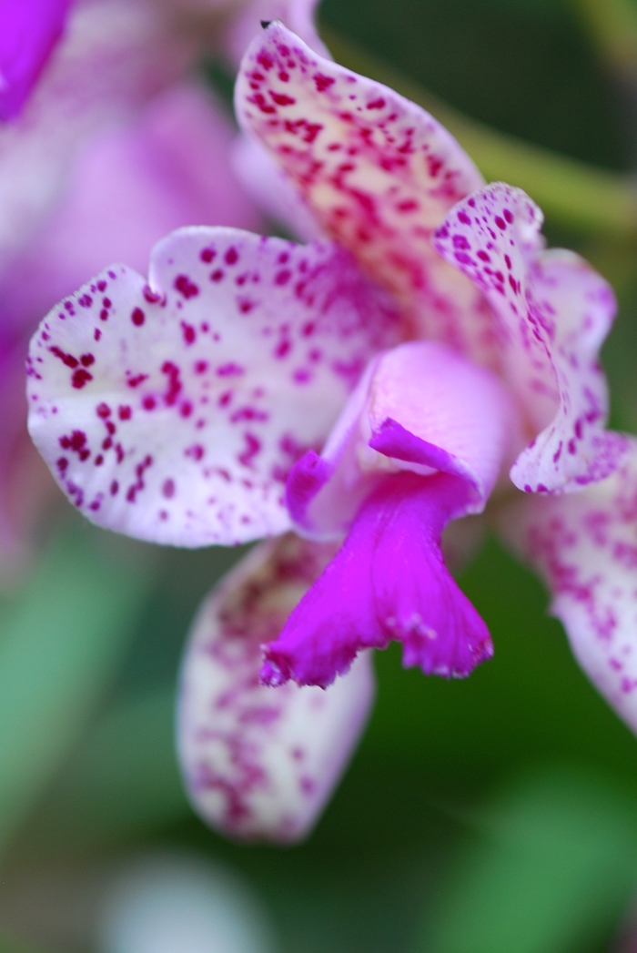 'Multiple Varieties' Orchid - Orchidaceae from Tidal Roots Garden Center 'Multiple Varieties' Orchid - Orchidaceae from Tidal Roots Garden Center
