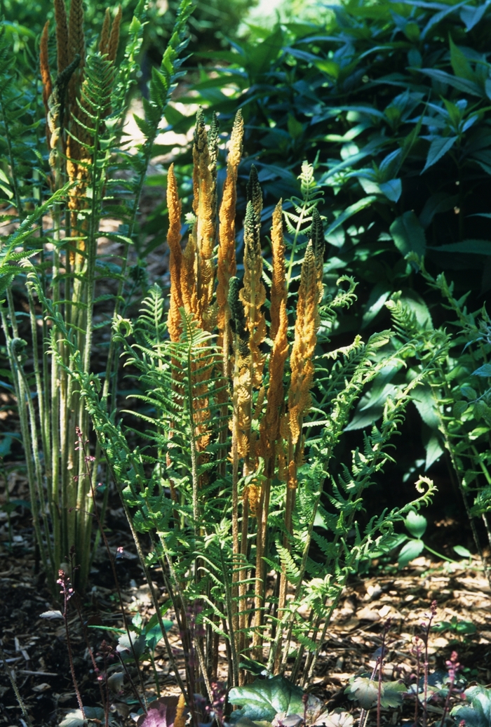 Cinnamon fern - Osmundastrum cinnamomea from Tidal Roots Garden Center Cinnamon fern - Osmundastrum cinnamomea from Tidal Roots Garden Center