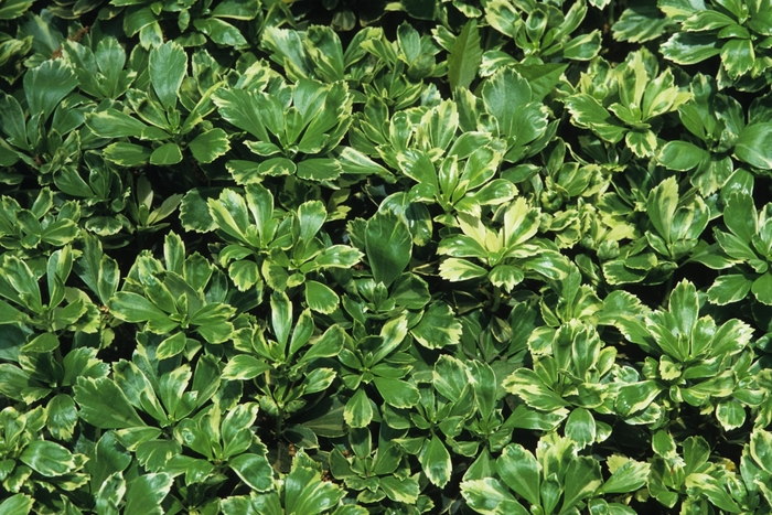 'Silver Edge' - Pachysandra terminalis from Tidal Roots Garden Center 'Silver Edge' - Pachysandra terminalis from Tidal Roots Garden Center