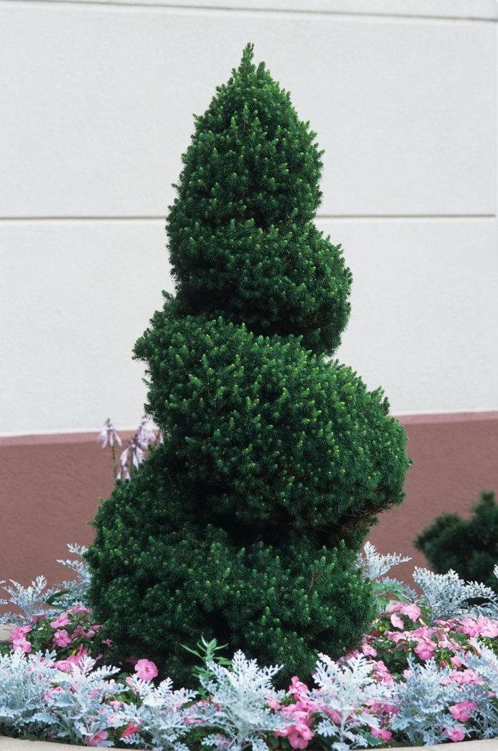 'Conica' White Spruce - Picea glauca from Tidal Roots Garden Center 'Conica' White Spruce - Picea glauca from Tidal Roots Garden Center
