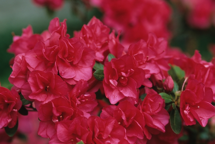 'Girard's Christina' Azalea - Rhododendron Girard hybrid from Tidal Roots Garden Center 'Girard's Christina' Azalea - Rhododendron Girard hybrid from Tidal Roots Garden Center