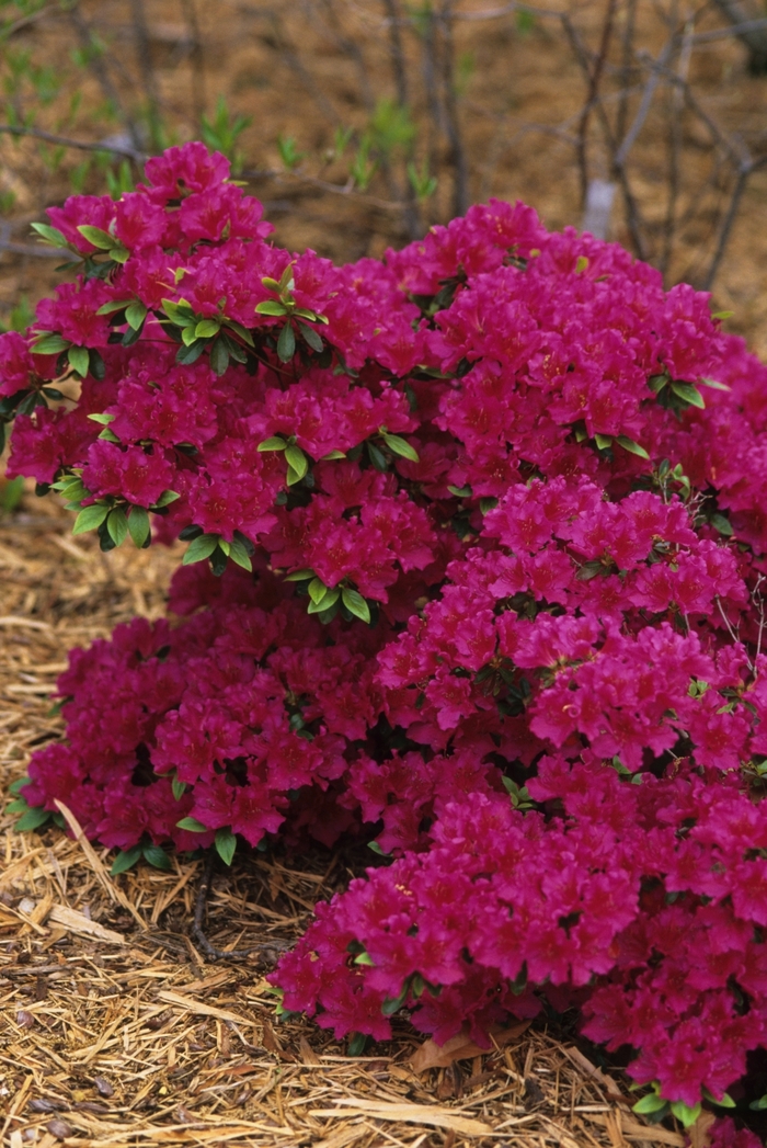 'Girard's Fuchsia' Azalea - Rhododendron Girard hybrid from Tidal Roots Garden Center 'Girard's Fuchsia' Azalea - Rhododendron Girard hybrid from Tidal Roots Garden Center