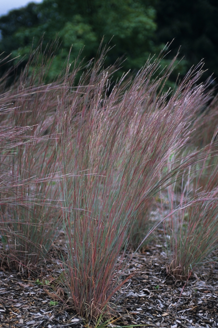 'The Blues' Little Bluestem - Schizachyrium scoparium from Tidal Roots Garden Center 'The Blues' Little Bluestem - Schizachyrium scoparium from Tidal Roots Garden Center