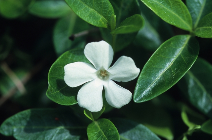'Alba' Myrtle - Vinca minor from Tidal Roots Garden Center 'Alba' Myrtle - Vinca minor from Tidal Roots Garden Center