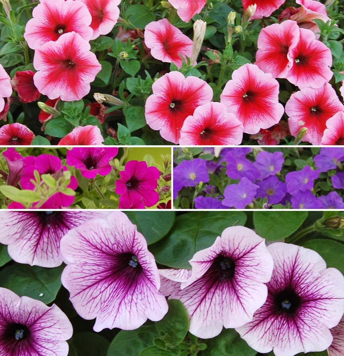 Assorted Petunia - Petunia from Tidal Roots Garden Center Assorted Petunia - Petunia from Tidal Roots Garden Center