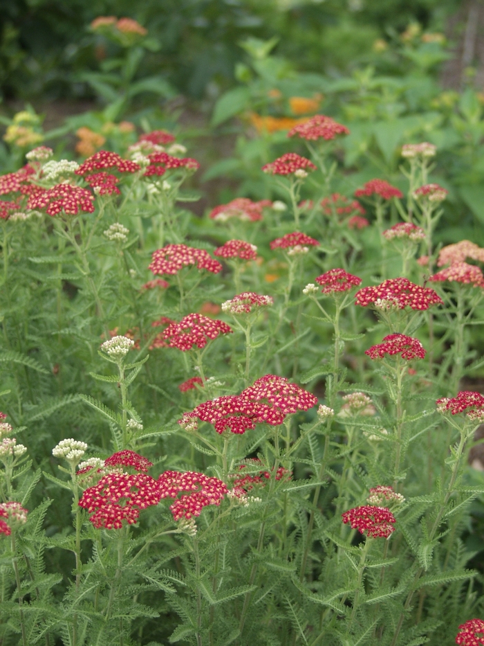 'Paprika' Yarrow - Achillea millefolium from Tidal Roots Garden Center 'Paprika' Yarrow - Achillea millefolium from Tidal Roots Garden Center