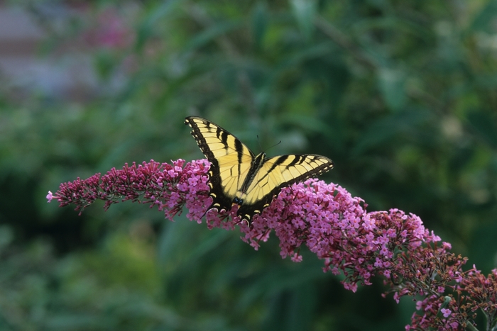 'Pink Delight' Butterfly Bush - Buddleia from Tidal Roots Garden Center 'Pink Delight' Butterfly Bush - Buddleia from Tidal Roots Garden Center