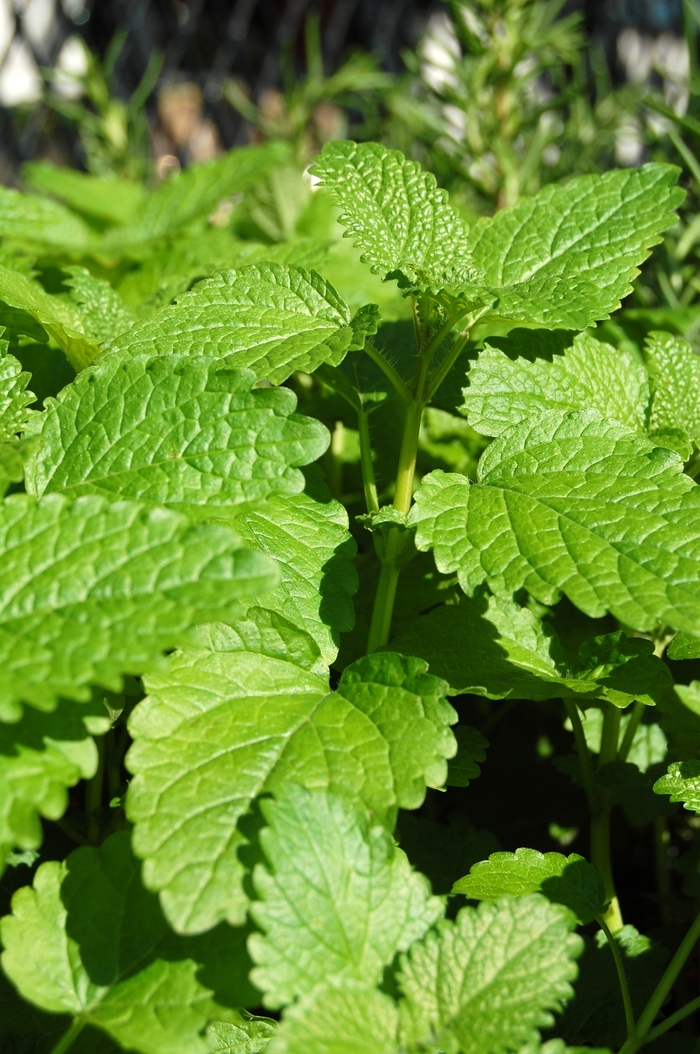 Lemon balm - Melissa officinalis from Tidal Roots Garden Center Lemon balm - Melissa officinalis from Tidal Roots Garden Center
