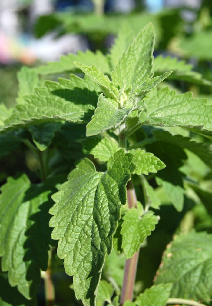 Catnip - Nepeta cataria from Tidal Roots Garden Center Catnip - Nepeta cataria from Tidal Roots Garden Center