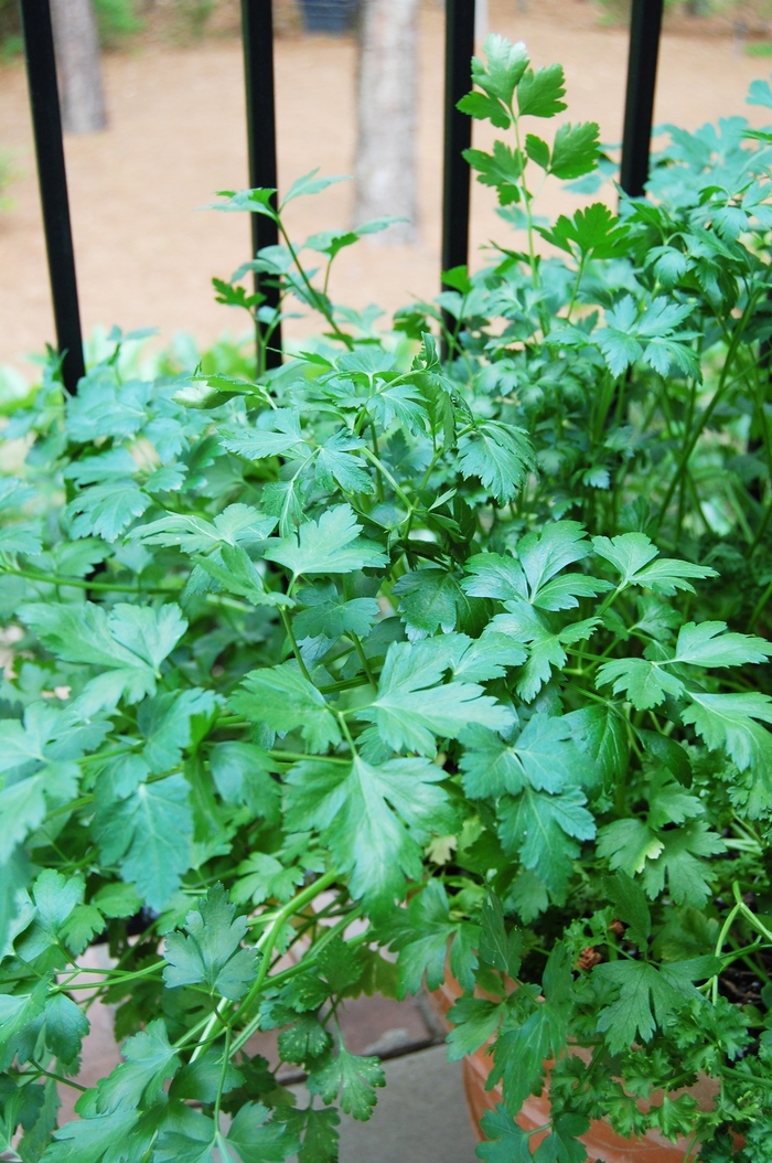Cilantro - Coriandrum sativum from Tidal Roots Garden Center Cilantro - Coriandrum sativum from Tidal Roots Garden Center