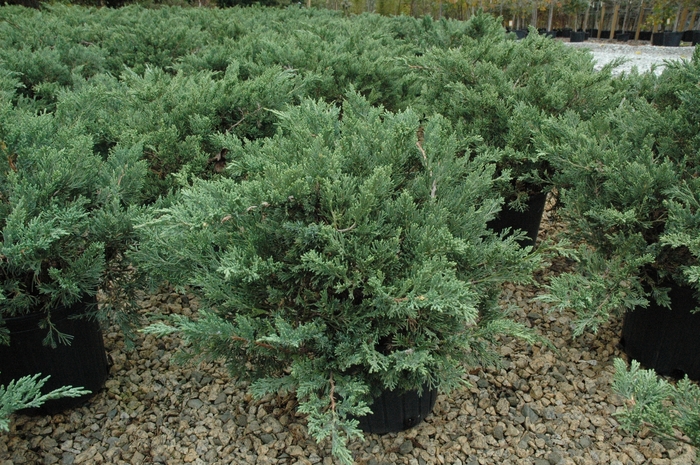 'Expansa ('Parsonii')' Parsons Juniper - Juniperus davurica from Tidal Roots Garden Center 'Expansa ('Parsonii')' Parsons Juniper - Juniperus davurica from Tidal Roots Garden Center