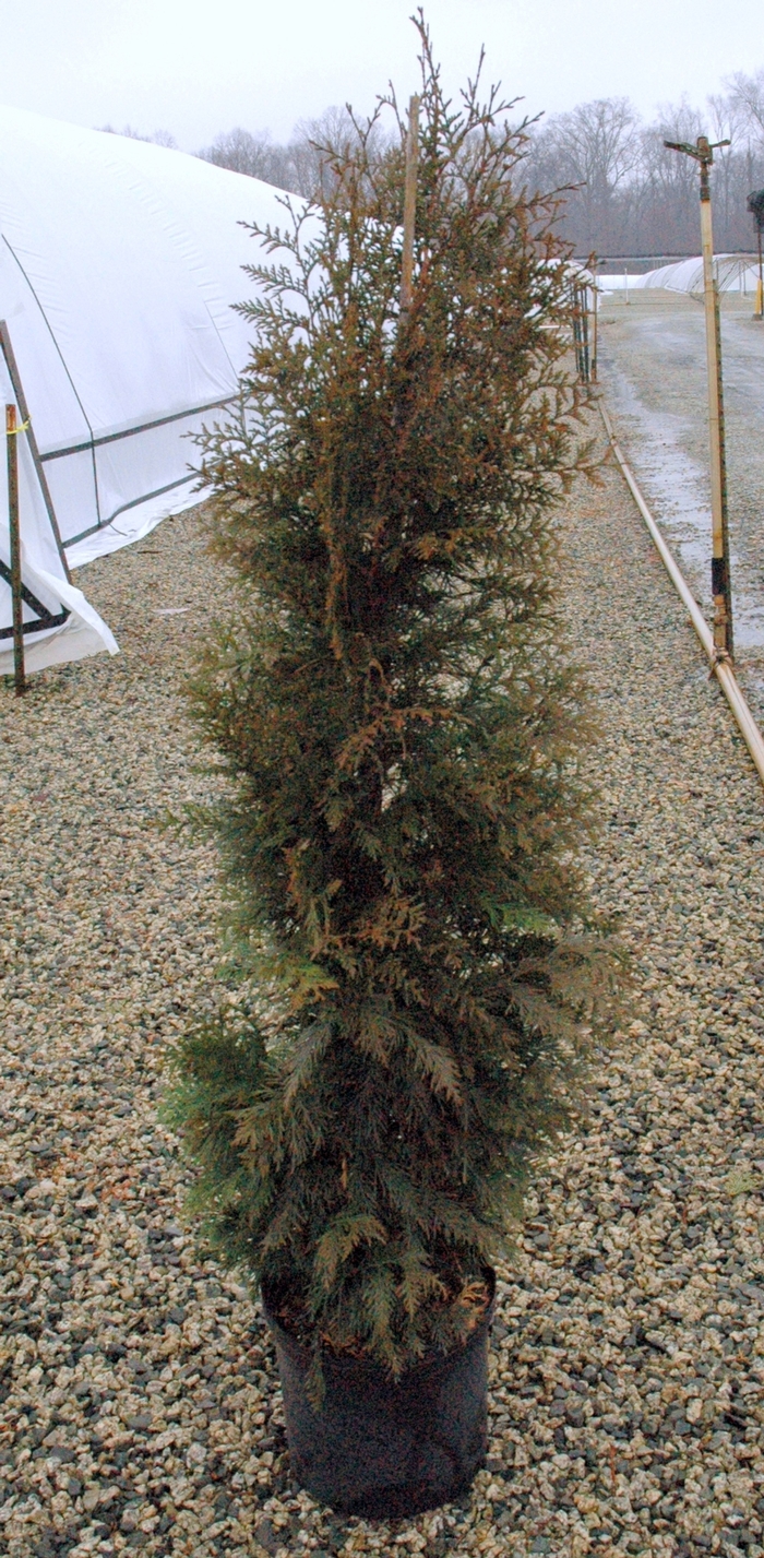 'Steeplechase' Giant Arborvitae - Thuja plicata from Tidal Roots Garden Center 'Steeplechase' Giant Arborvitae - Thuja plicata from Tidal Roots Garden Center