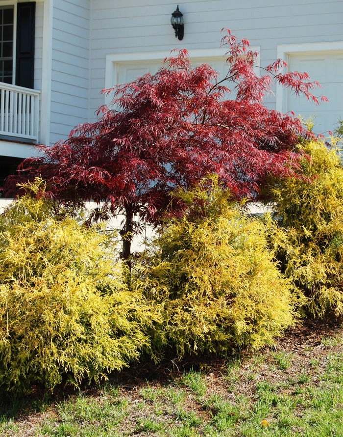 'Golden Mop' Japanese Falsecypress - Chamaecyparis pisifera from Tidal Roots Garden Center 'Golden Mop' Japanese Falsecypress - Chamaecyparis pisifera from Tidal Roots Garden Center